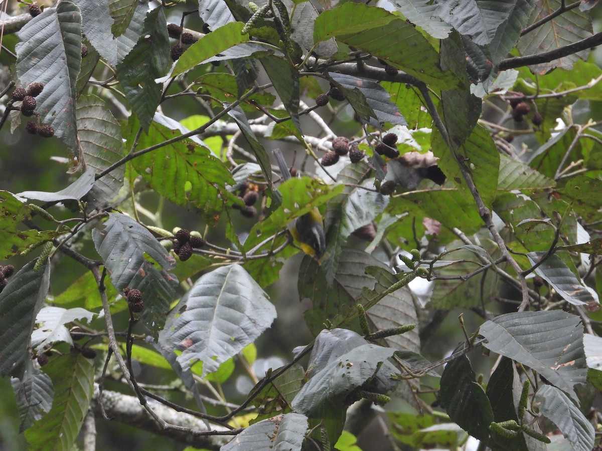 Crescent-chested Warbler - ML277670221