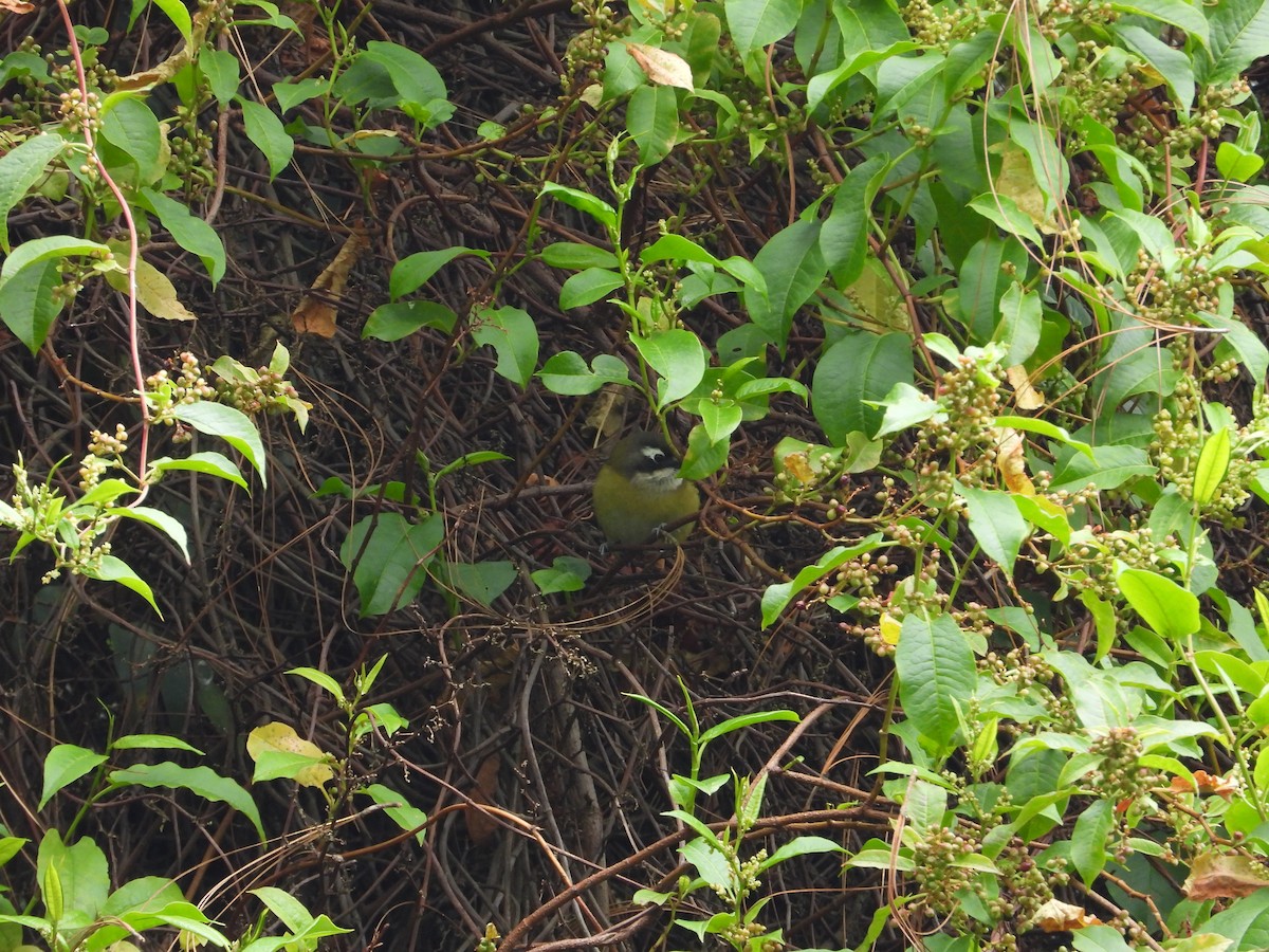 Common Chlorospingus - ML277670301