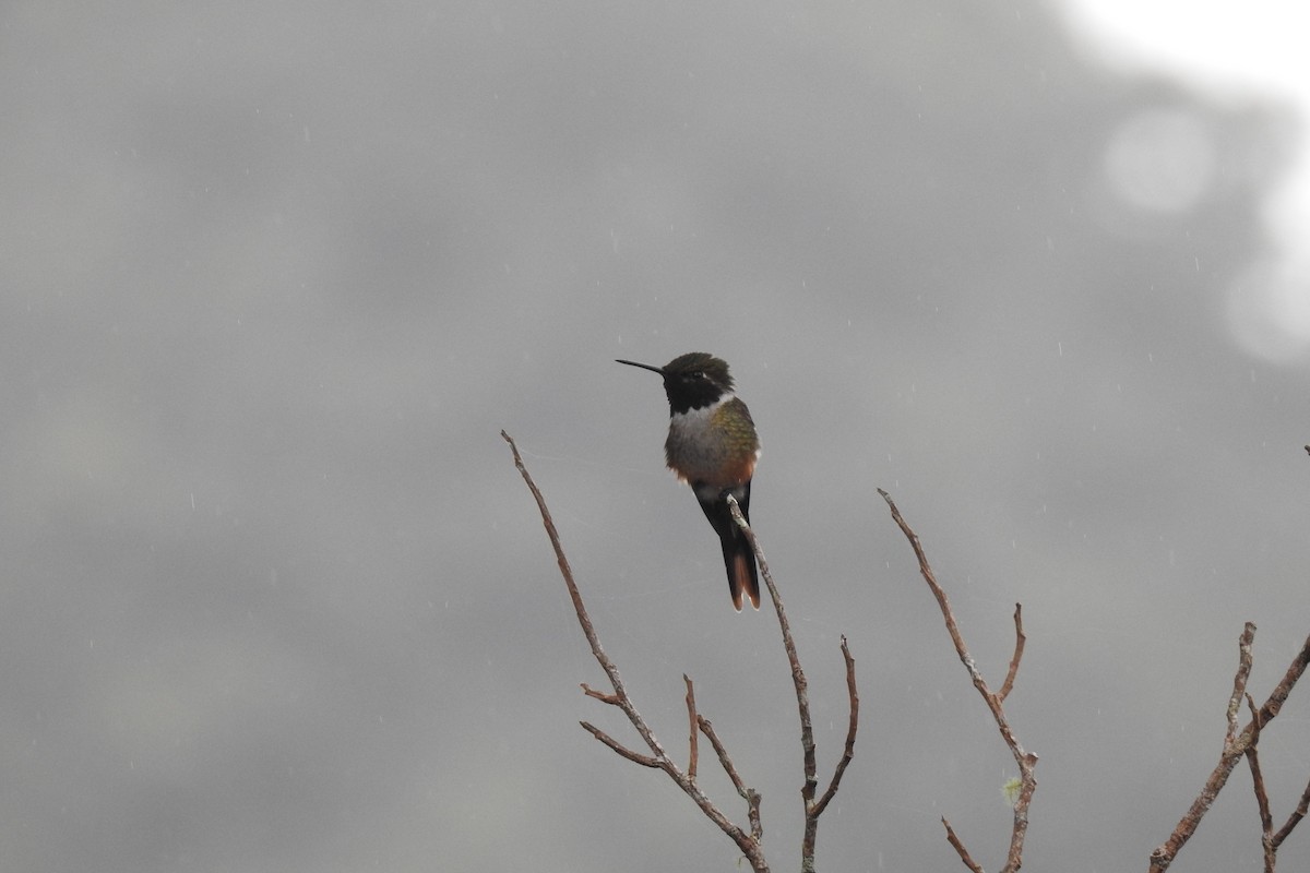 Magenta-throated Woodstar - Yasmin Cerrud Henríquez