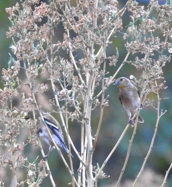 American Goldfinch - ML277672321