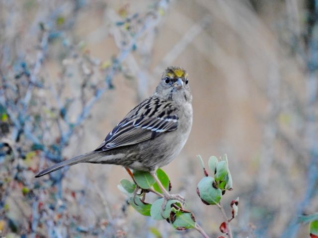 Golden-crowned Sparrow - ML277672351
