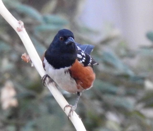 Spotted Towhee - ML277672381