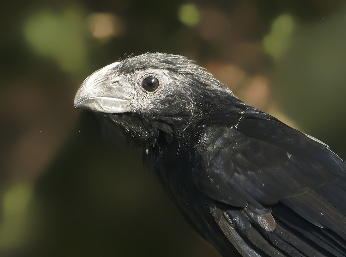 Groove-billed Ani - Anonymous