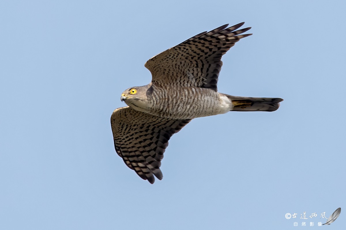 Japanese Sparrowhawk - 浙江 重要鸟讯汇整