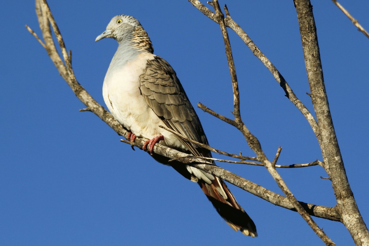 Bar-shouldered Dove - ML27767271