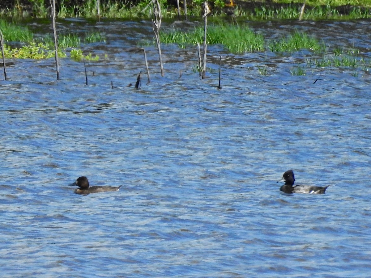 Lesser Scaup - ML277673161