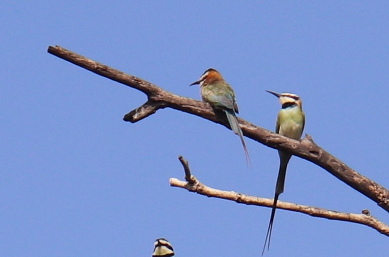 White-throated Bee-eater - Deborah  Hansen