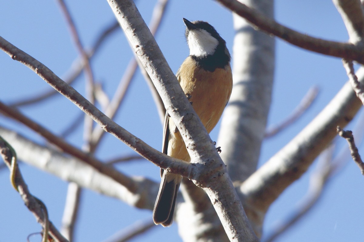 Rufous Whistler - ML27767421