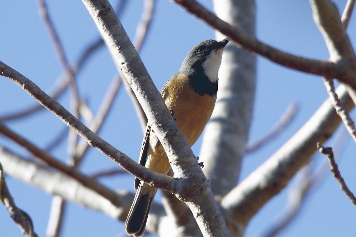 Rufous Whistler - ML27767451