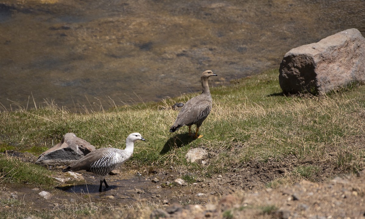 Upland Goose - ML277674911