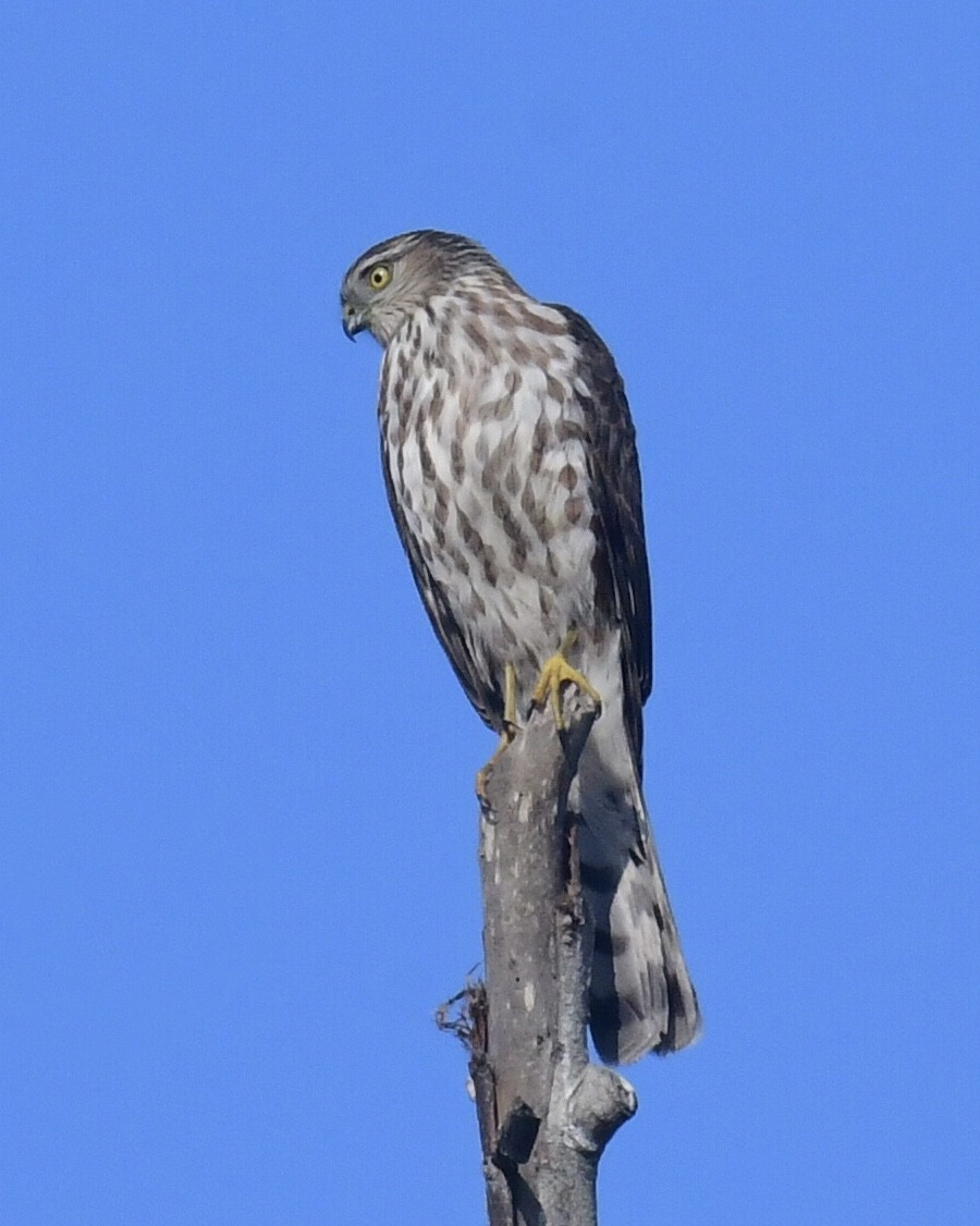 Sharp-shinned Hawk - ML277675611