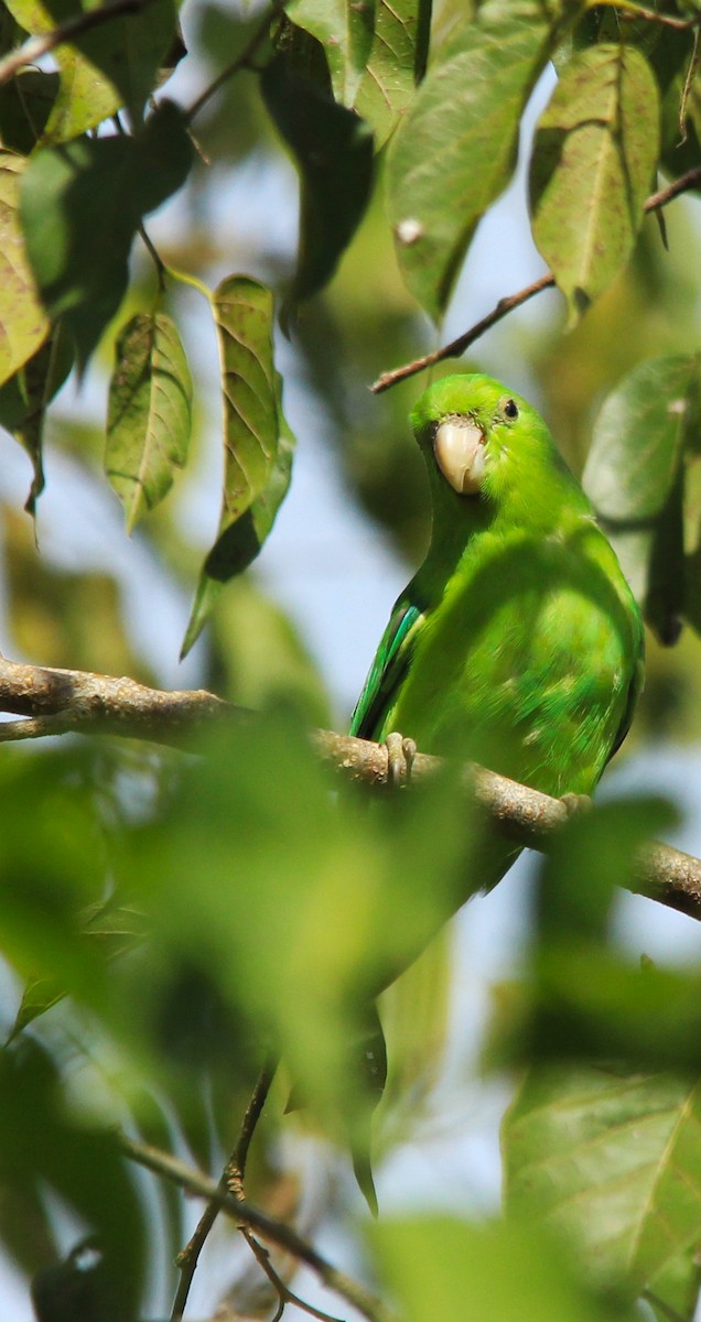 Mexican Parrotlet - ML277676001