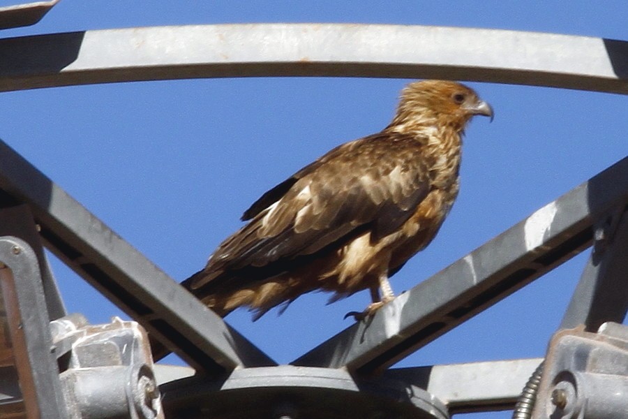 Whistling Kite - Alan Atkinson