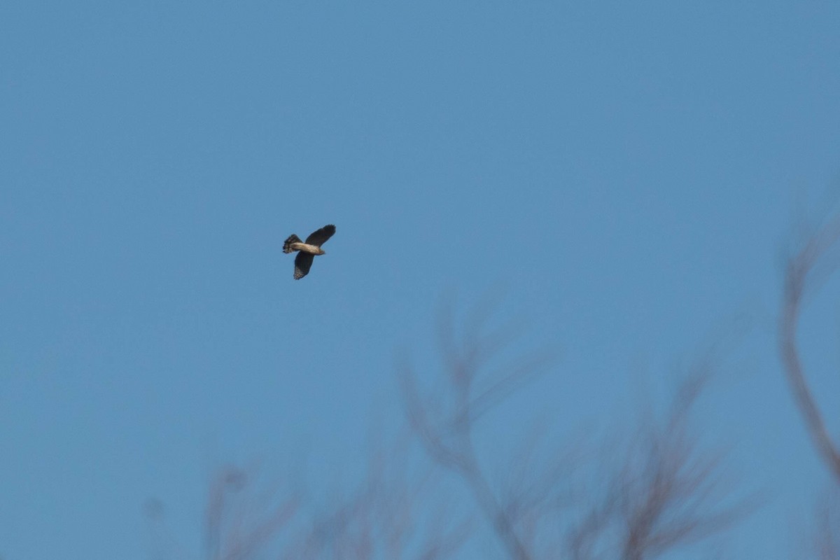 American Goshawk - ML277677071