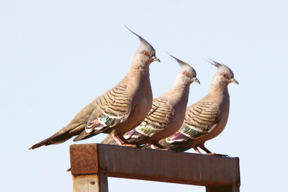 Crested Pigeon - ML27767721