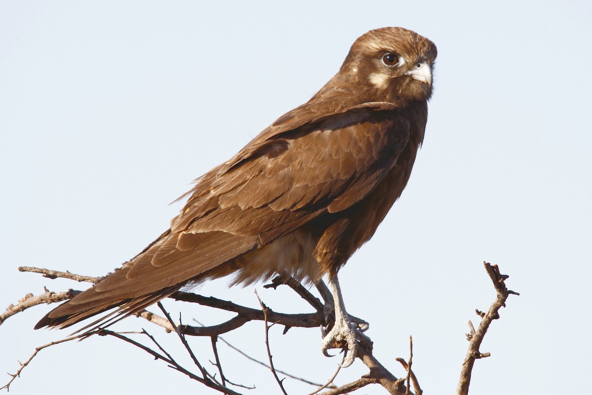 Brown Falcon - ML27767761