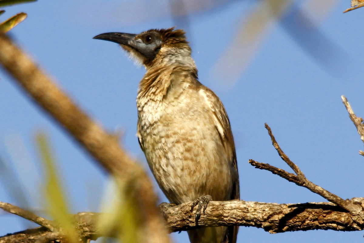 Little Friarbird - ML27767771