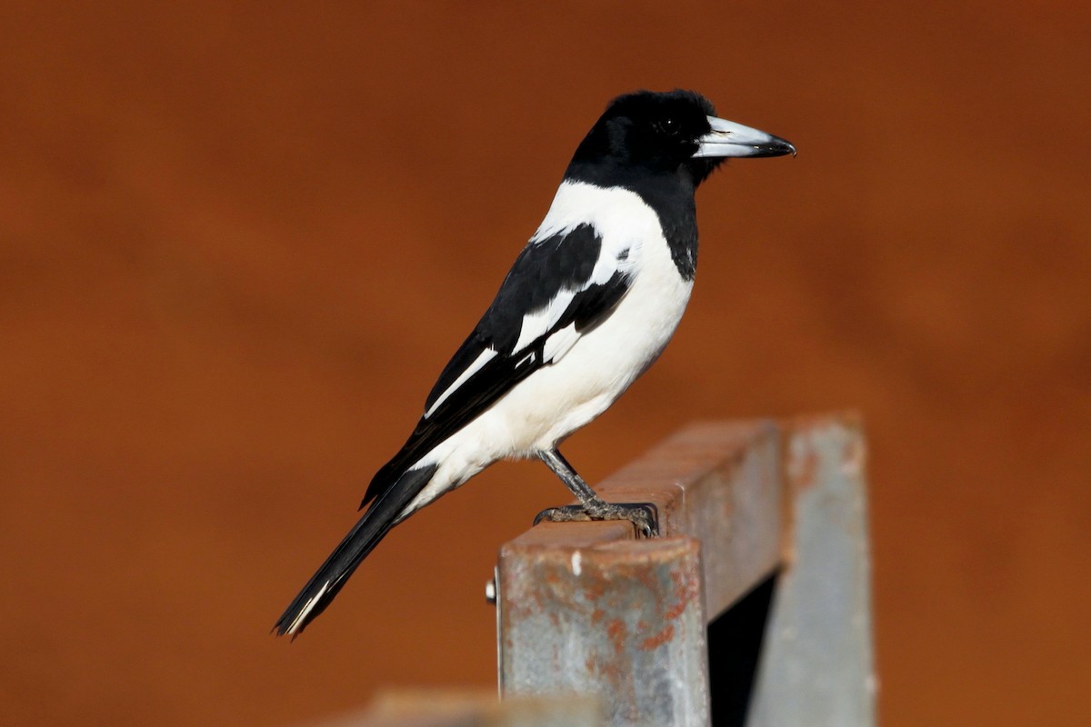 Pied Butcherbird - ML27767801