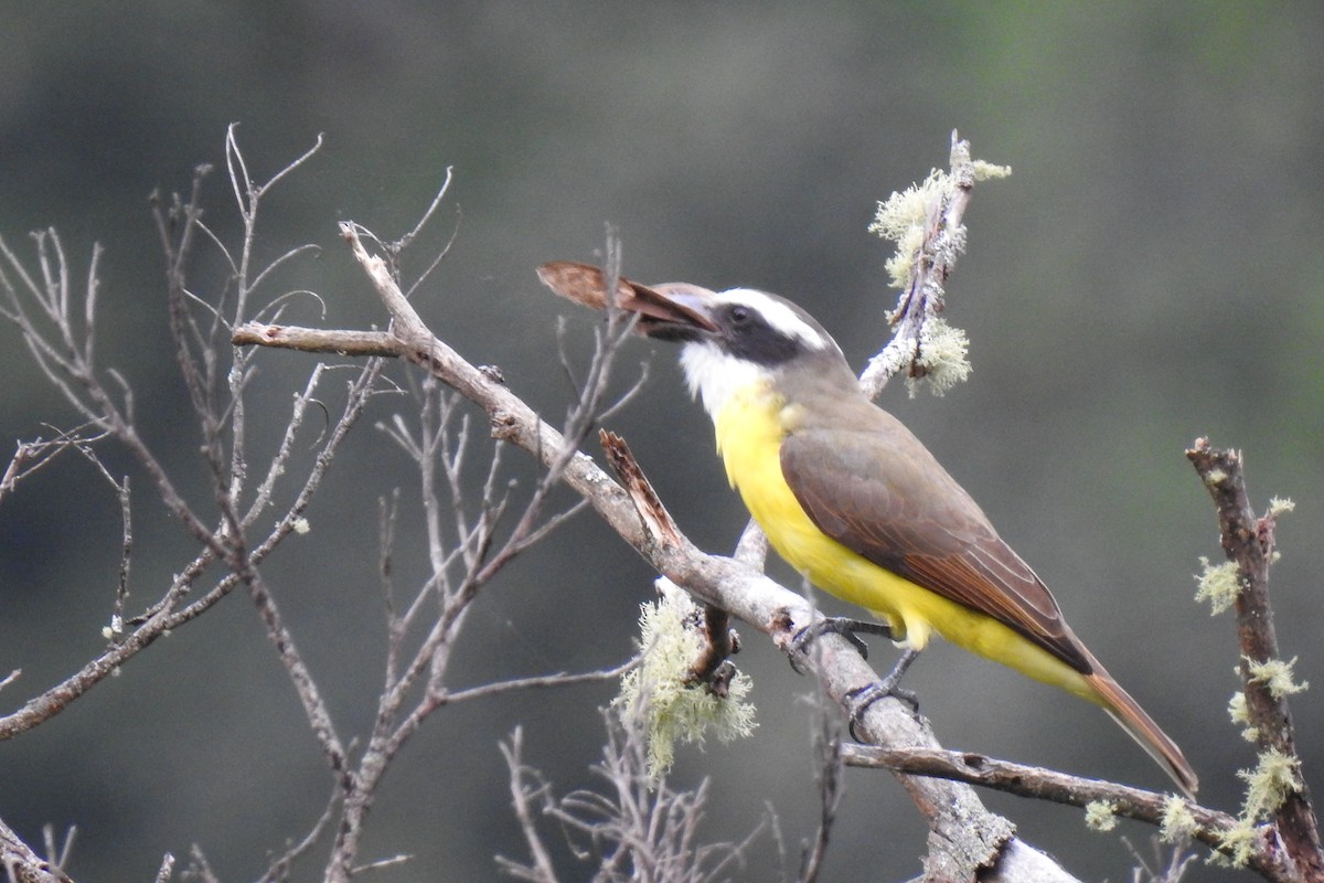 Boat-billed Flycatcher - Yasmin Cerrud Henríquez