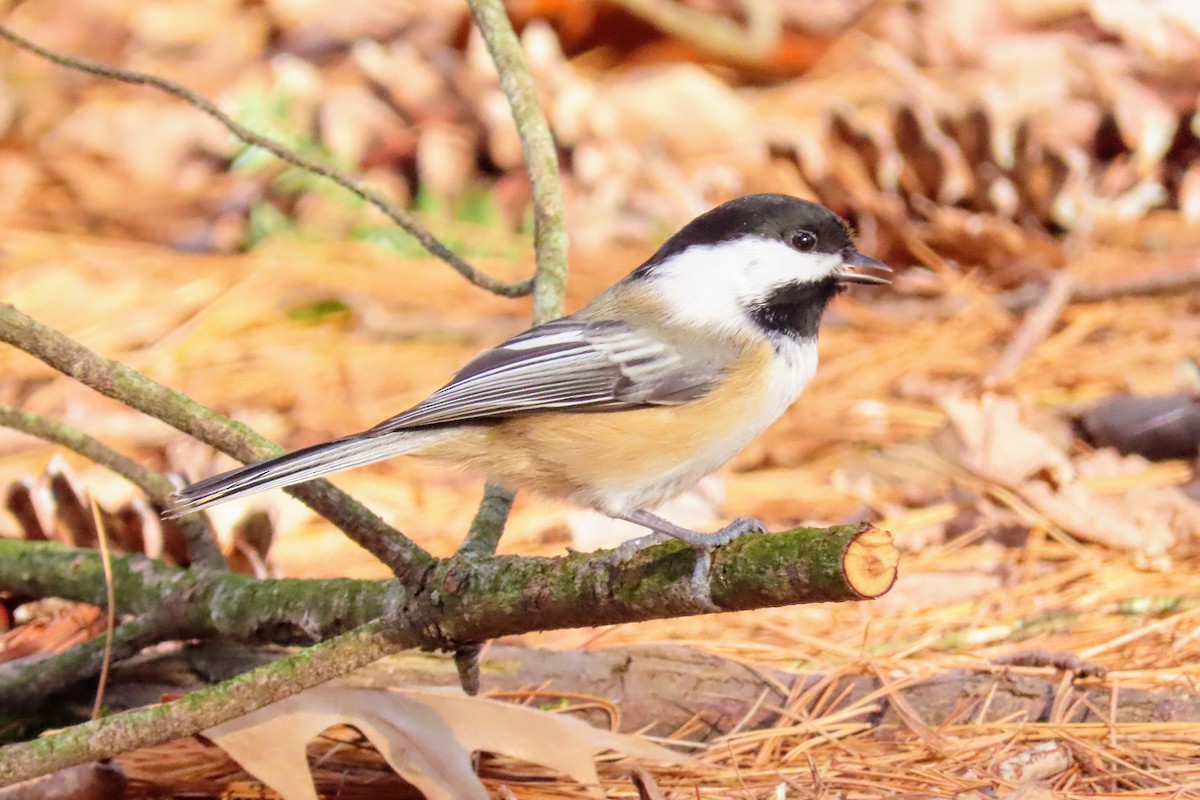 Black-capped Chickadee - ML277678651