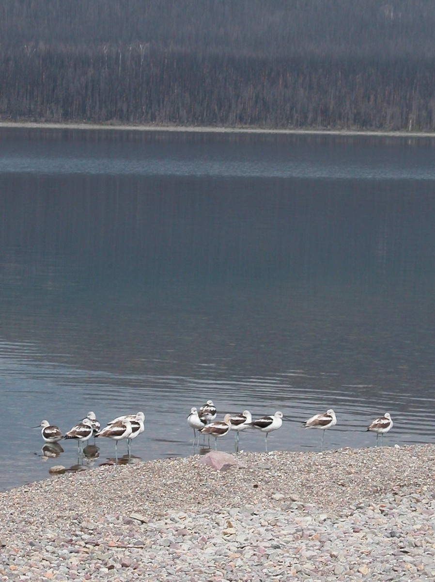 Avoceta Americana - ML277679381