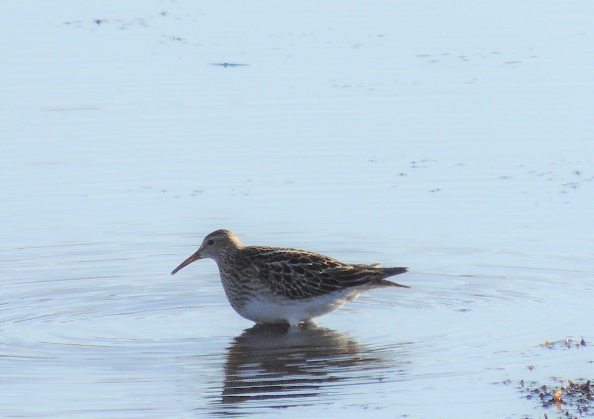 Pectoral Sandpiper - Paul & Koni Fank