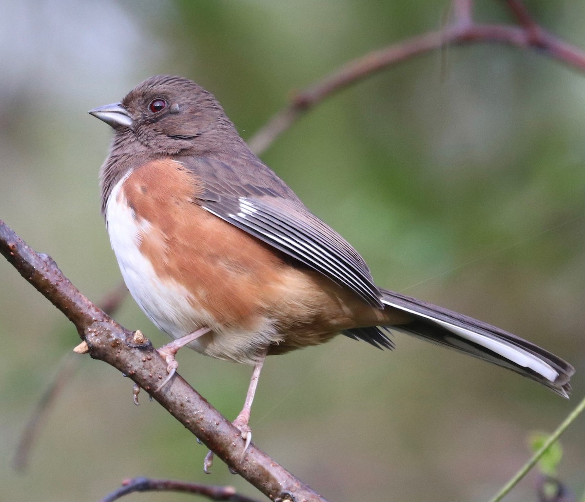 Eastern Towhee - Karl Overman