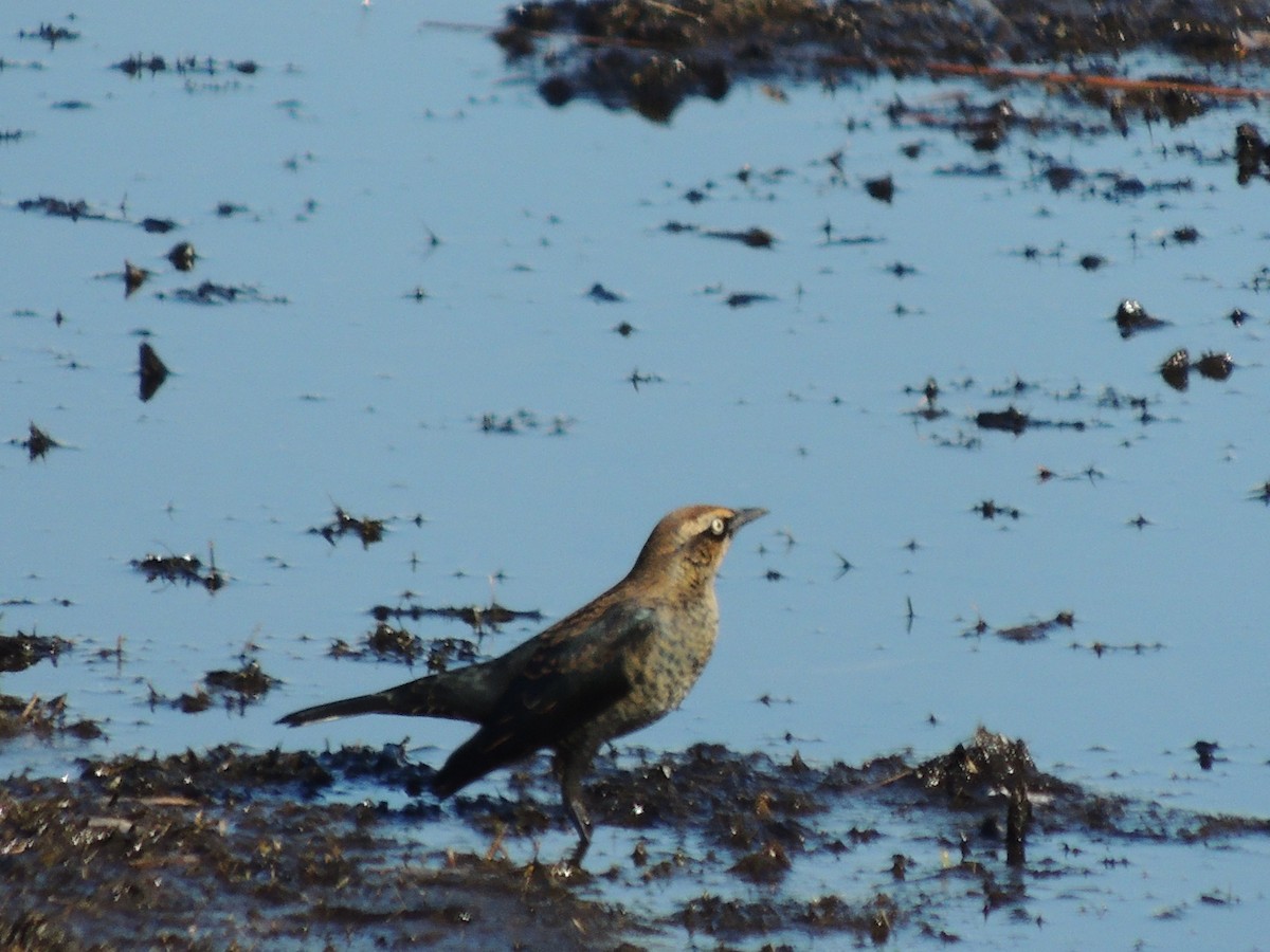 Rusty Blackbird - ML277682001