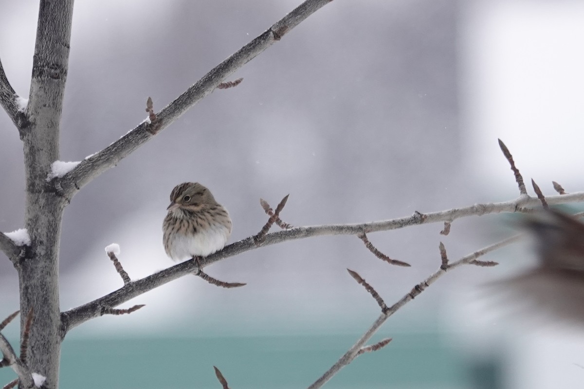 Lincoln's Sparrow - ML277684451