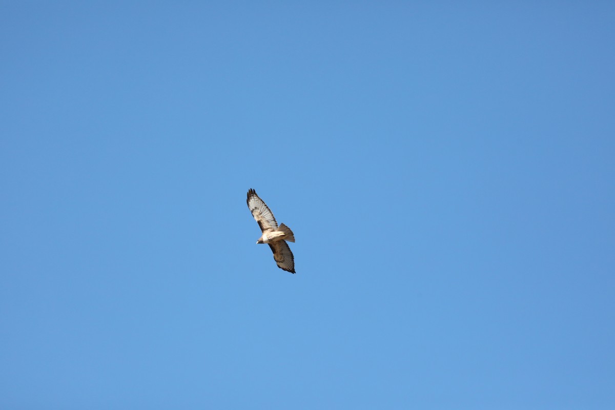 Red-tailed Hawk (calurus/alascensis) - ML277685091