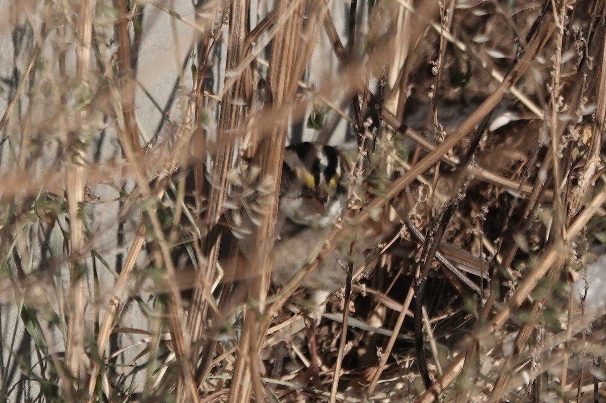White-throated Sparrow - ML277685531