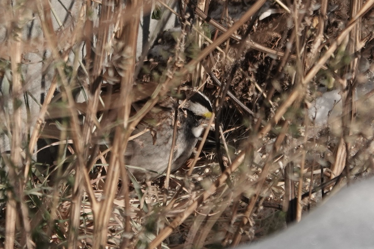 White-throated Sparrow - ML277685541