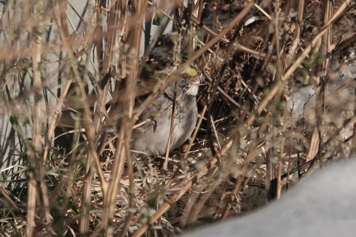 White-throated Sparrow - ML277685551