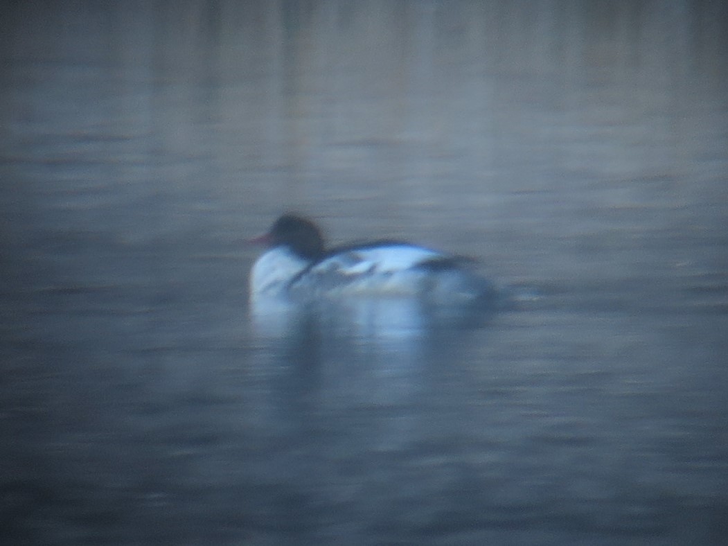 Common Merganser - ML277685681