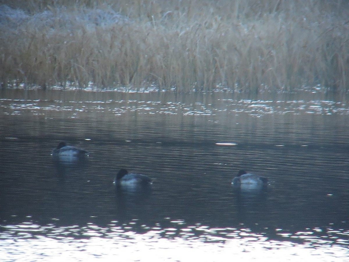 Lesser Scaup - Kathy Mihm Dunning