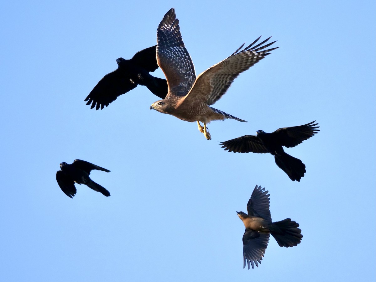 Rotschulterbussard - ML277685881