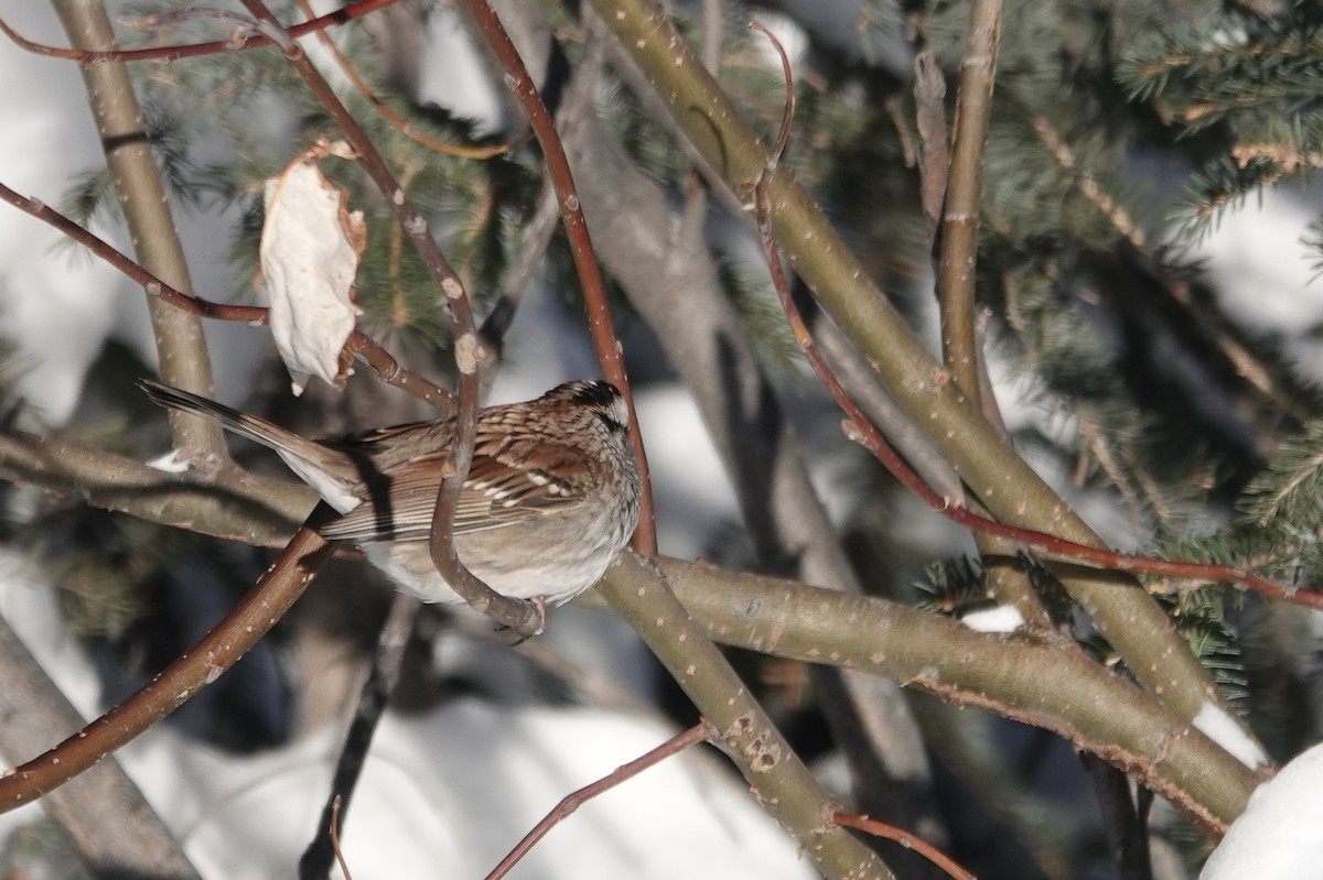 White-throated Sparrow - ML277686711