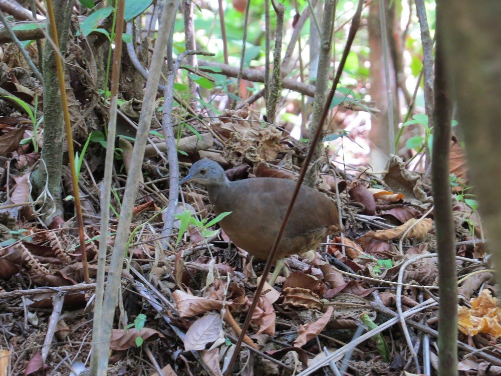 Little Tinamou - Róger Rodríguez Bravo