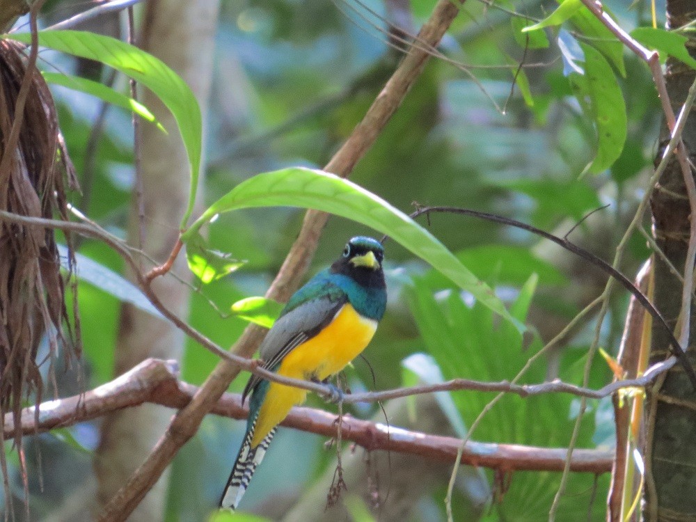 Northern Black-throated Trogon - ML27768781