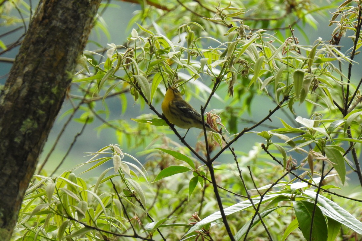 Blackburnian Warbler - ML277687951