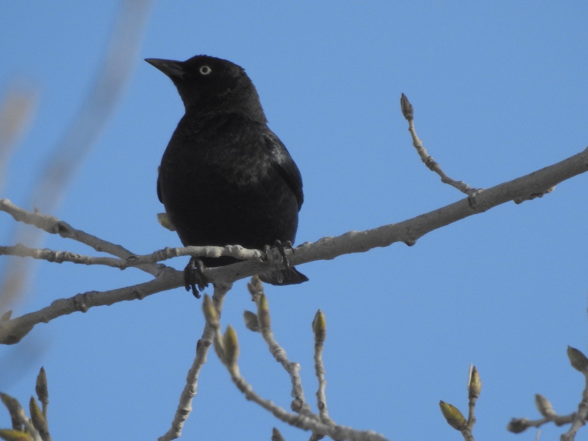 Brewer's Blackbird - Susan Knoerr