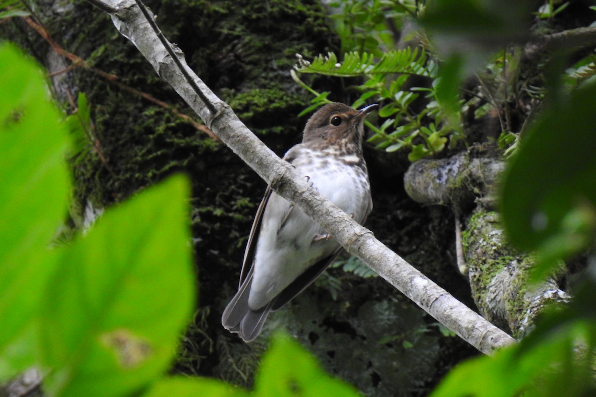 Swainson's Thrush - ML277689371