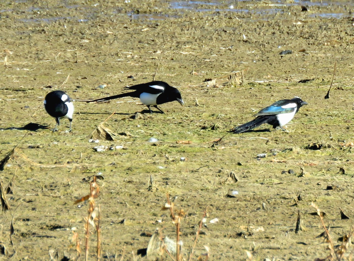 Black-billed Magpie - ML277693191