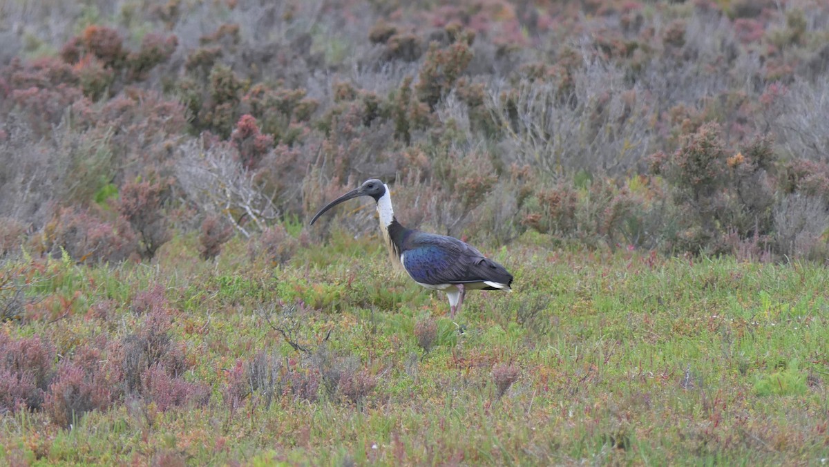 Straw-necked Ibis - ML277696141