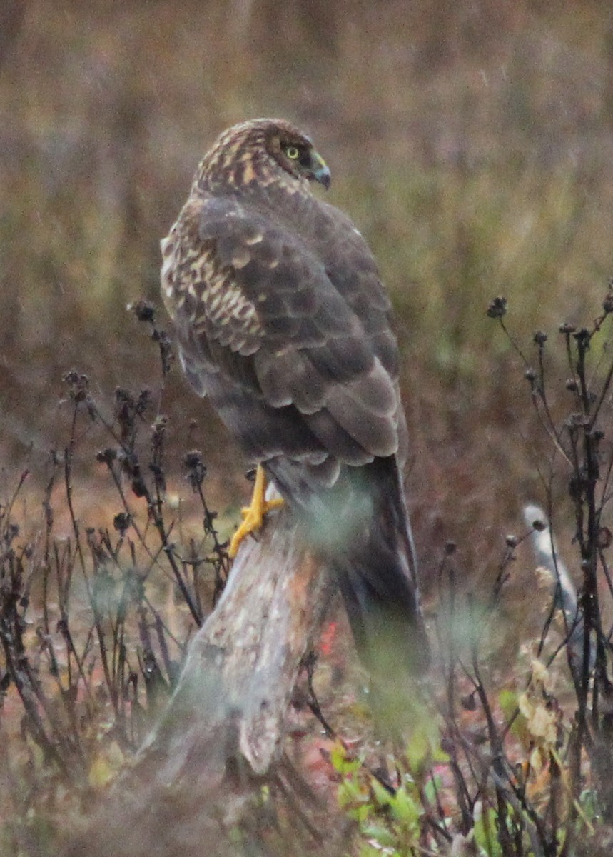 Northern Harrier - ML277696521