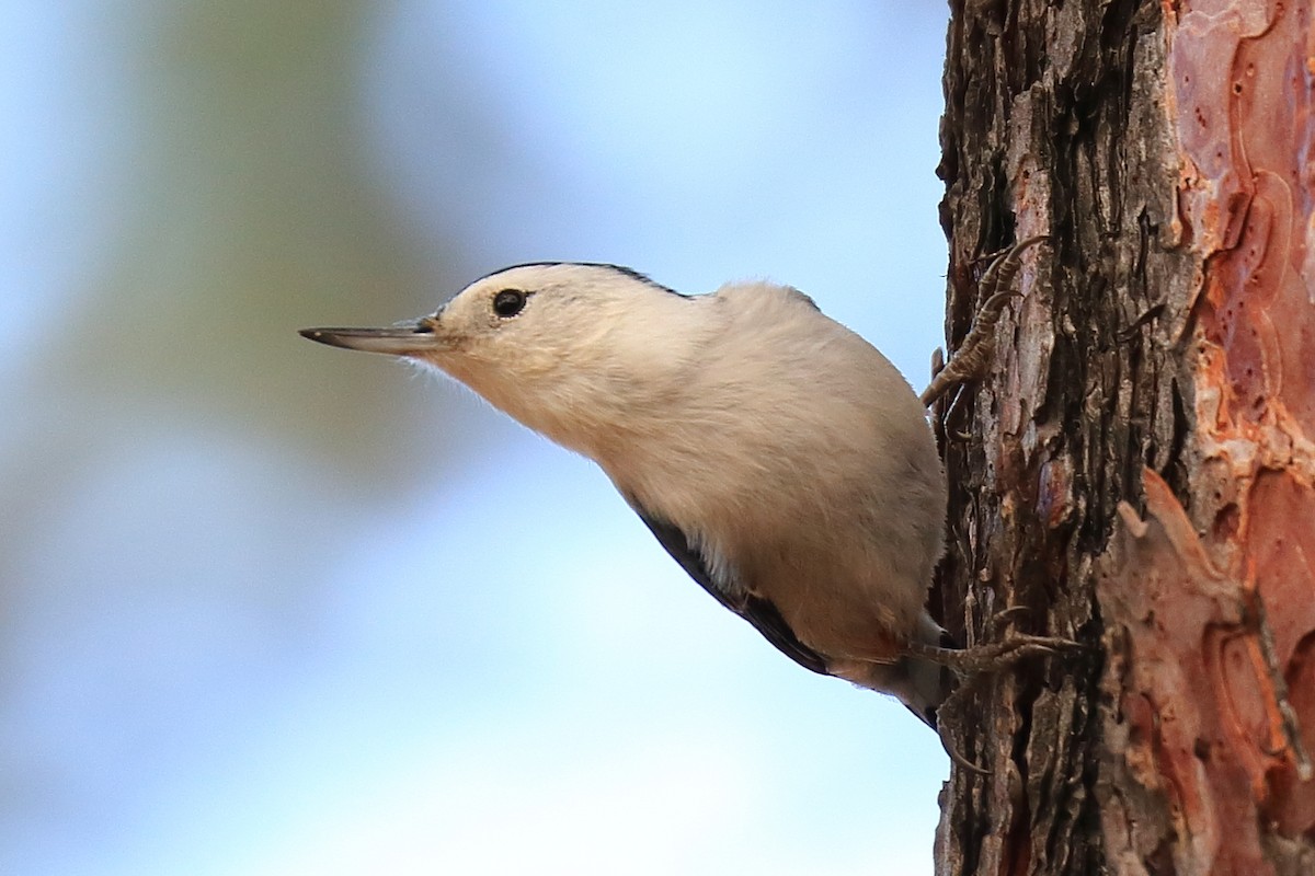 White-breasted Nuthatch - ML277696631