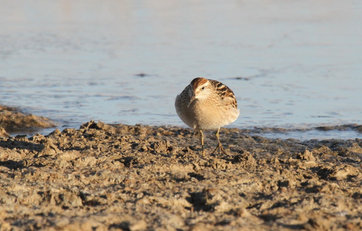 Sharp-tailed Sandpiper - ML277697131