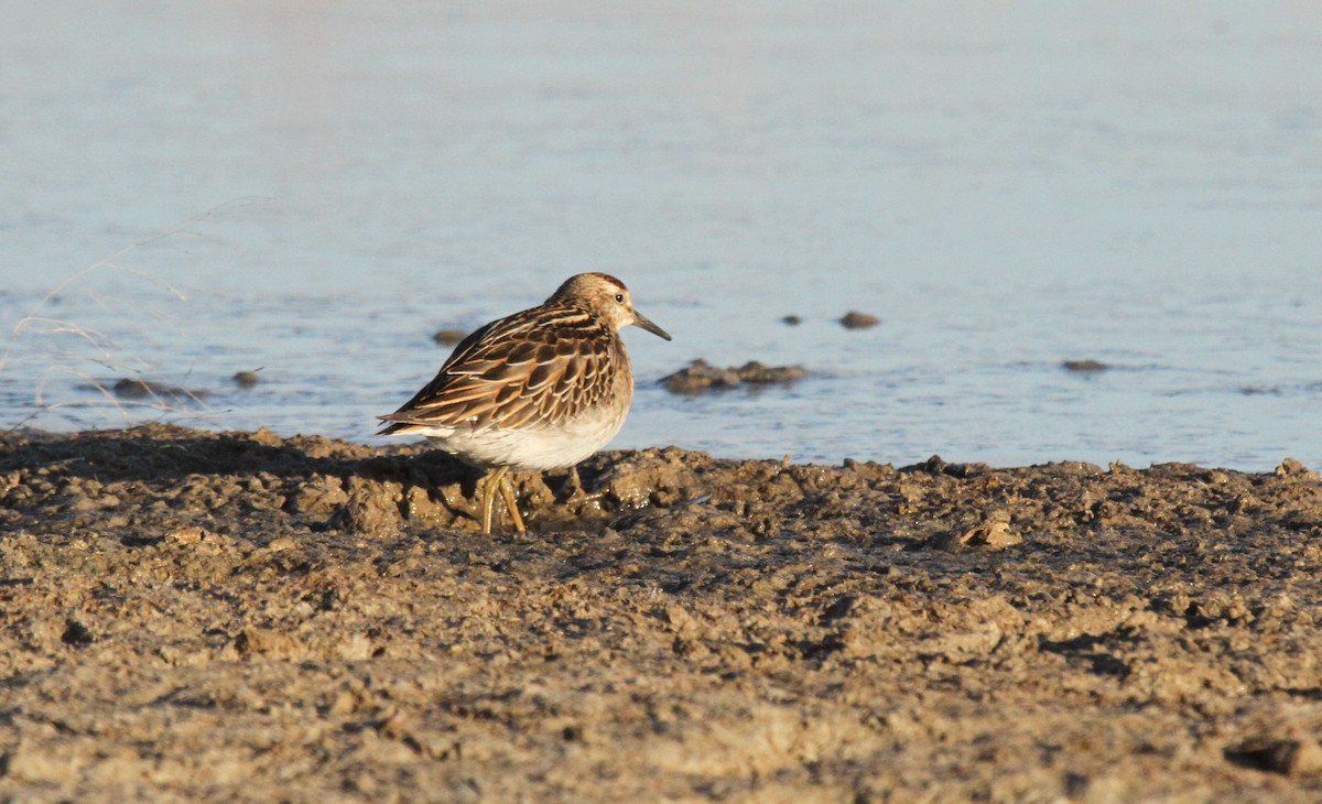 Sharp-tailed Sandpiper - ML277697151