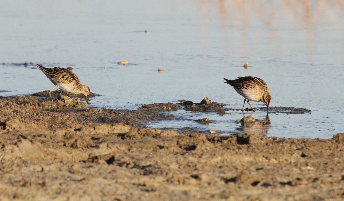 Sharp-tailed Sandpiper - ML277697411