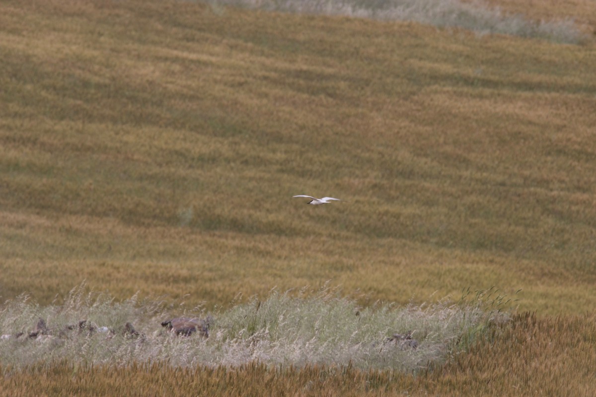 Gull-billed Tern - Luís Salvador